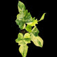 Philodendron Florida beauty x mayoi Variegated (Wide)