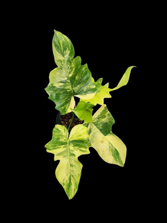 Philodendron Florida beauty x mayoi Variegated (Wide)