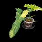 Philodendron Florida Beauty x Bob Cee variegated