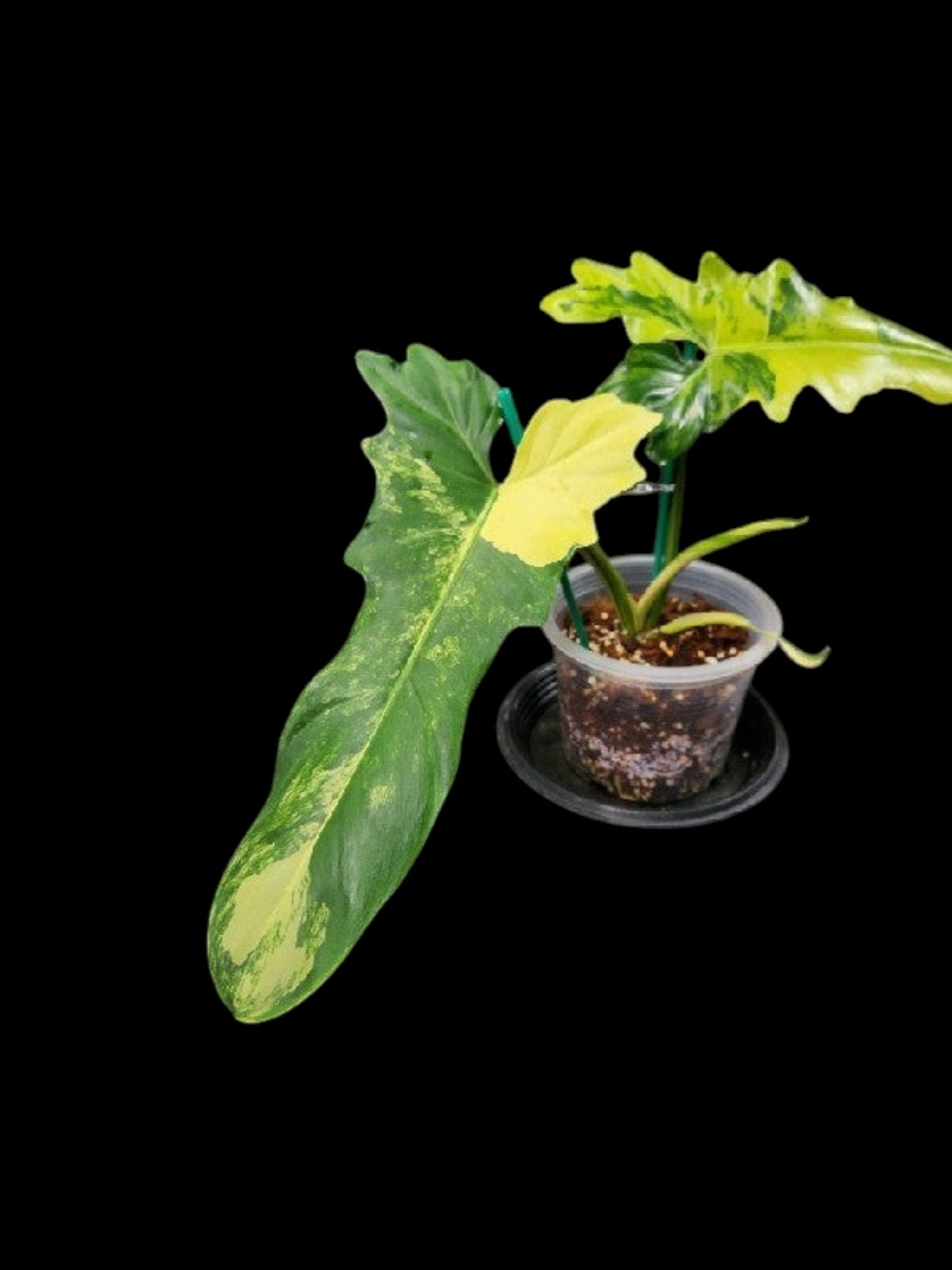 Philodendron Florida Beauty x Bob Cee variegated