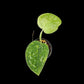 Scindapsus Baticon