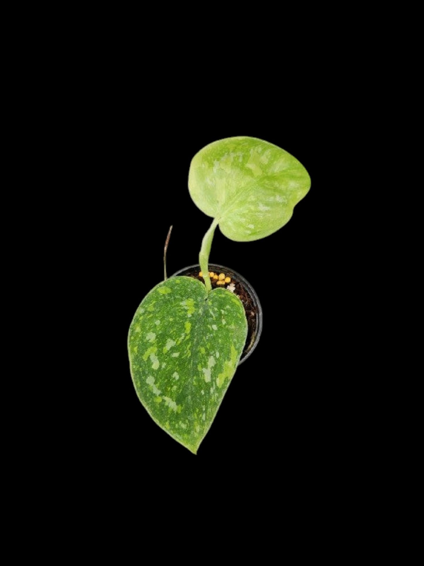 Scindapsus Baticon