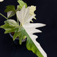 Philodendron Golden Dragon variegated
