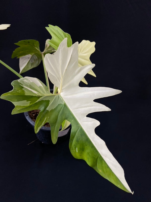 Philodendron Golden Dragon variegated