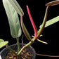 Philodendron bicolor