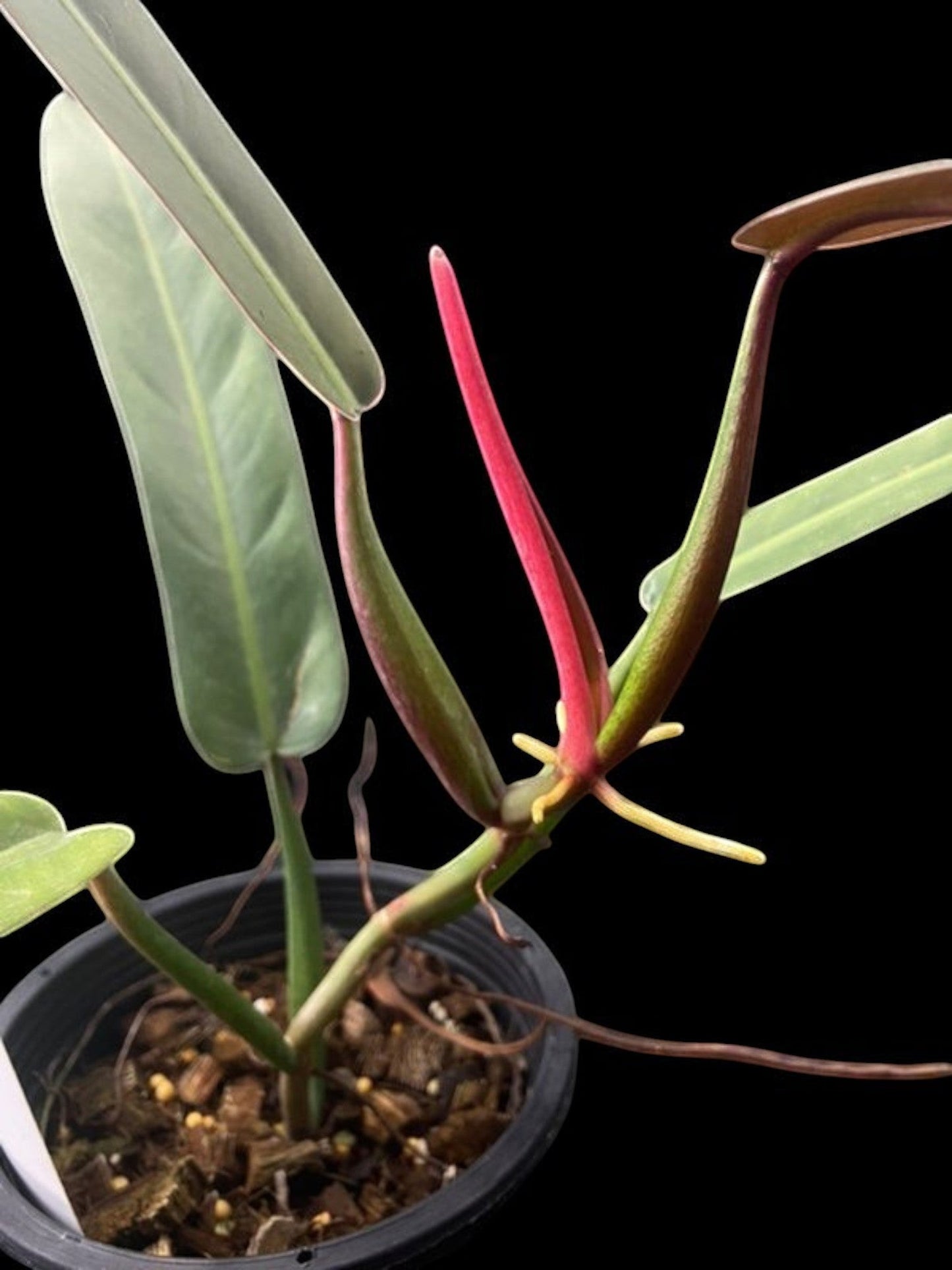 Philodendron bicolor
