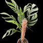 Monstera uleana (L)