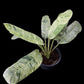 Epipremnum giganteum marble variegated (M)