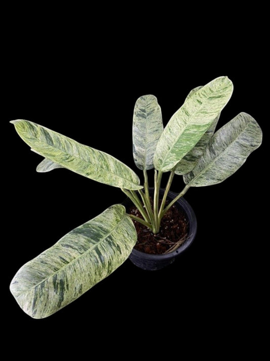 Epipremnum giganteum marble variegated (M)
