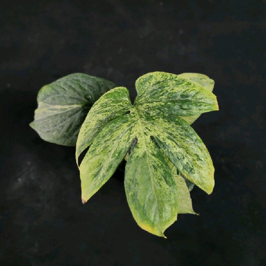 Amydrium medium Spider mint