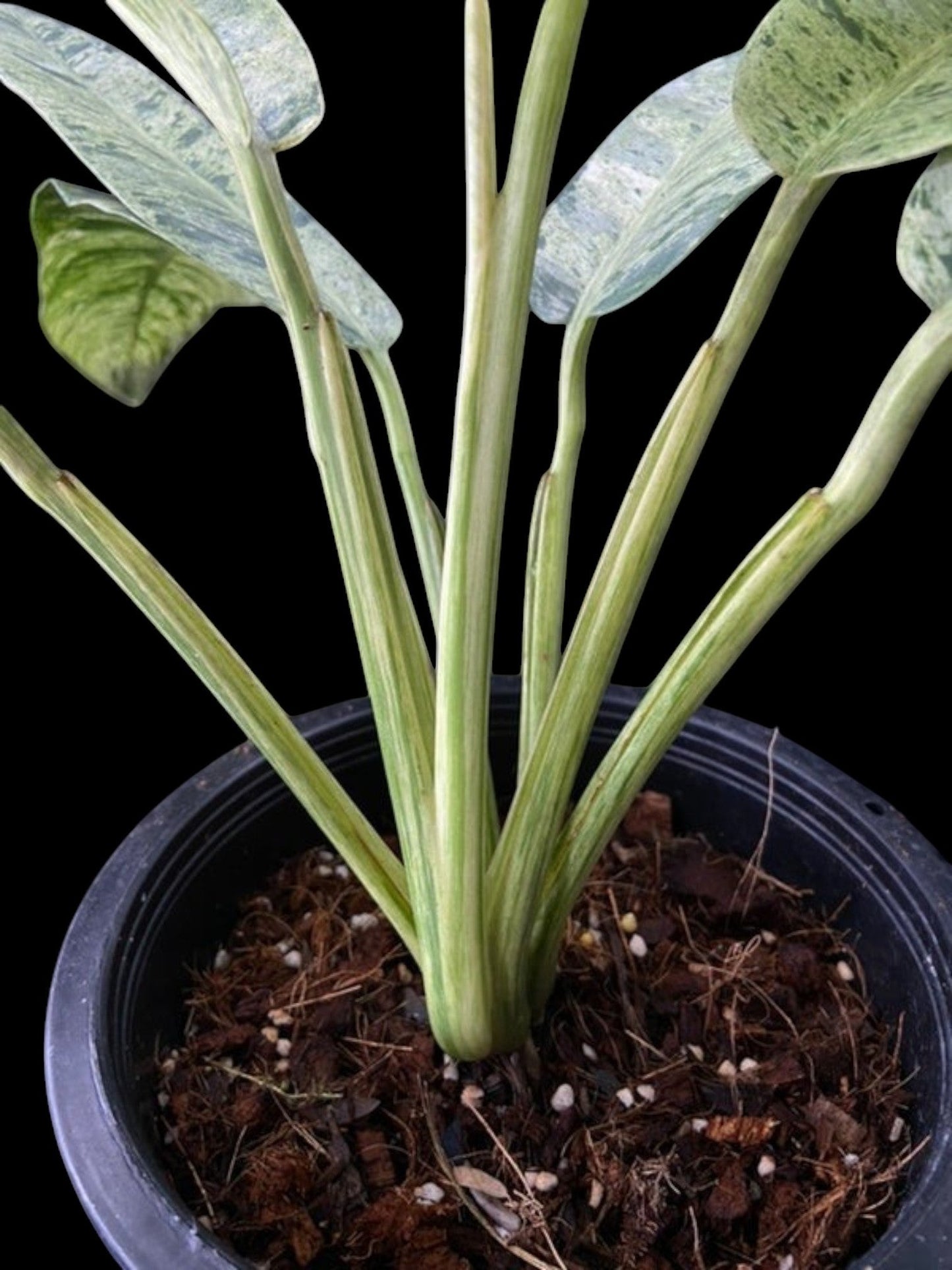 Epipremnum giganteum marble variegated (M)