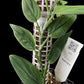 Monstera barrieri