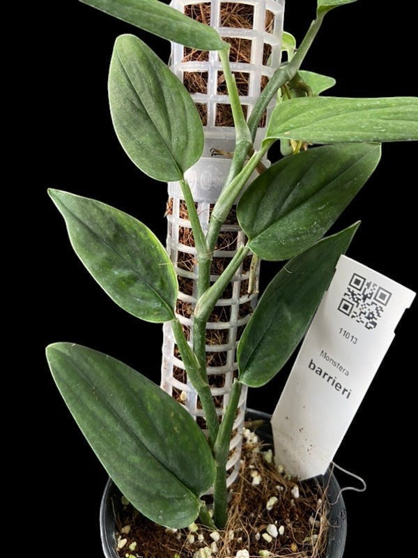 Monstera barrieri