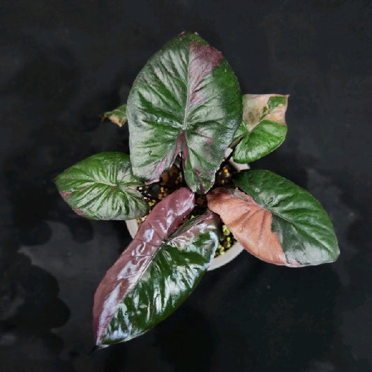 Alocasia serendipity