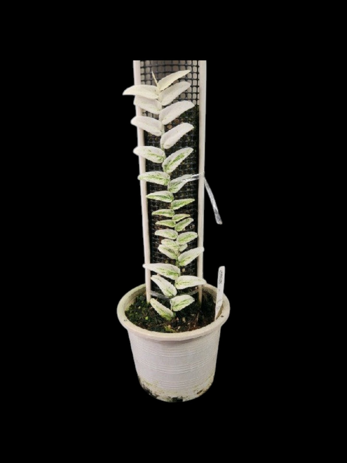 Rhaphidophora tenuis variegated