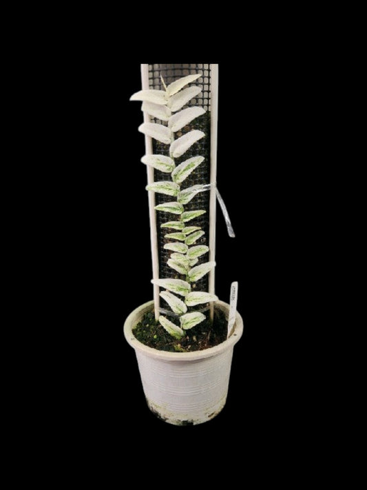 Rhaphidophora tenuis variegated