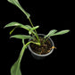 Philodendron joepii