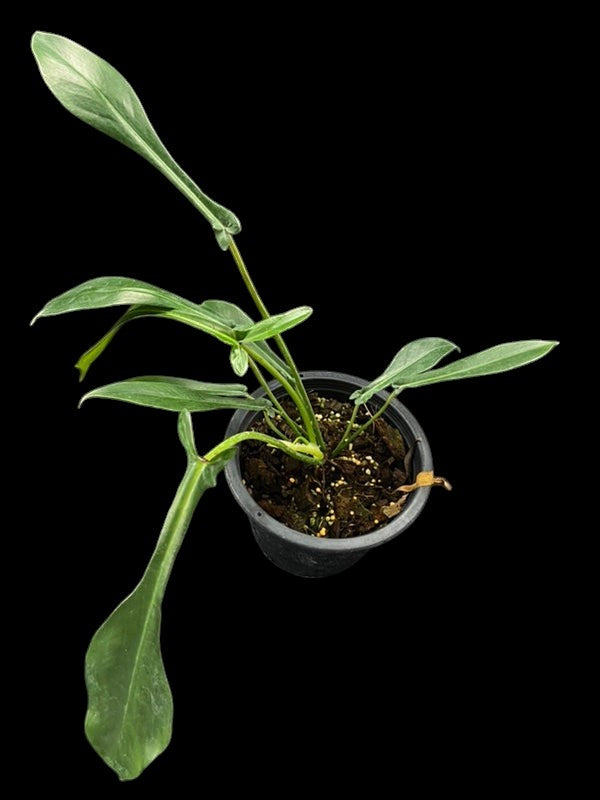 Philodendron joepii