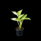 Epipremnum aureum Manjula