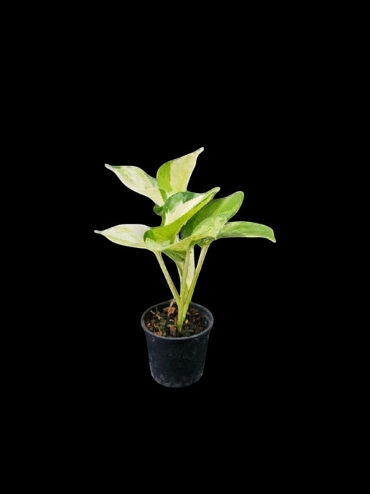 Epipremnum aureum Manjula