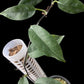 Philodendron chinchamayense
