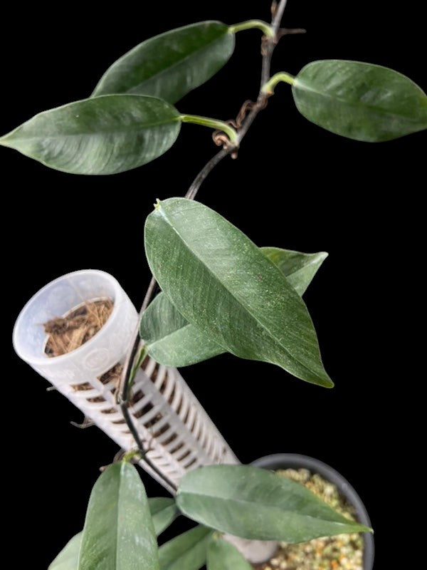 Philodendron chinchamayense