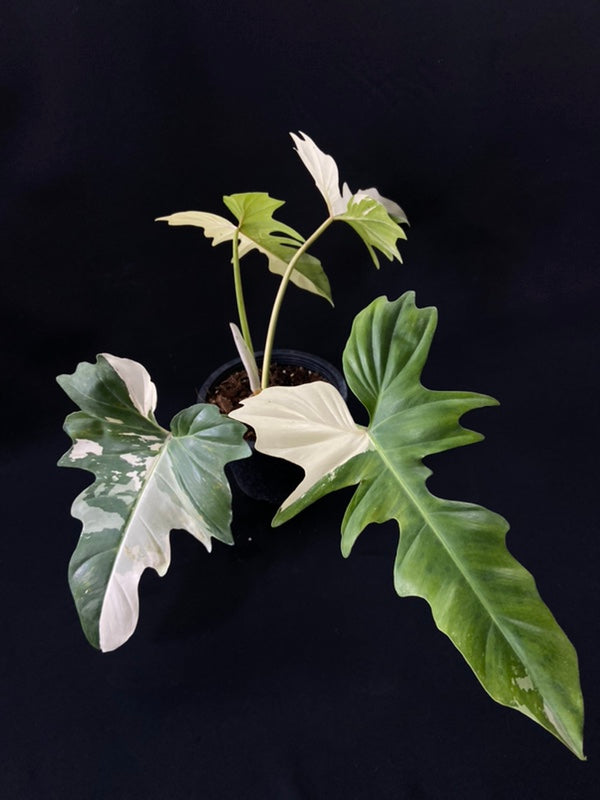 Philodendron Golden Dragon variegated