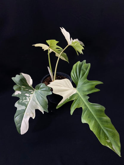 Philodendron Golden Dragon variegated