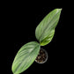 Monstera pinnatipartita Colombia