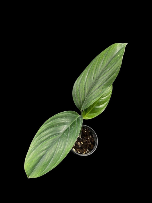 Monstera pinnatipartita Colombia