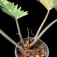 Philodendron Caramel Marble