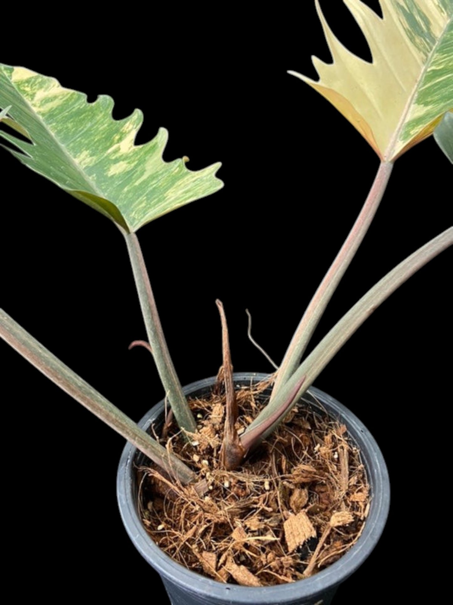 Philodendron Caramel Marble