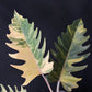 Philodendron Caramel Marble