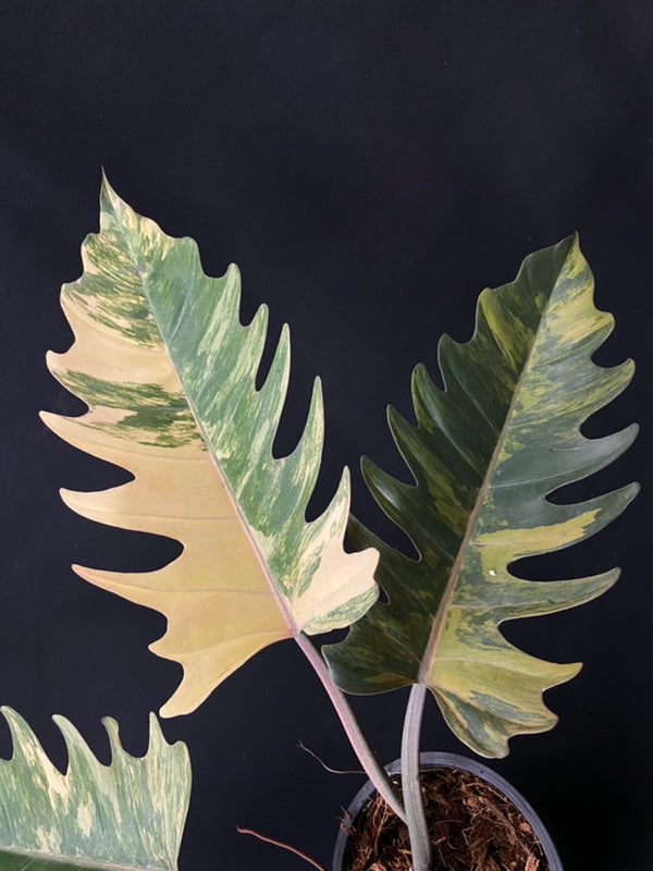 Philodendron Caramel Marble