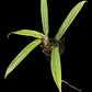 Philodendron bicolor