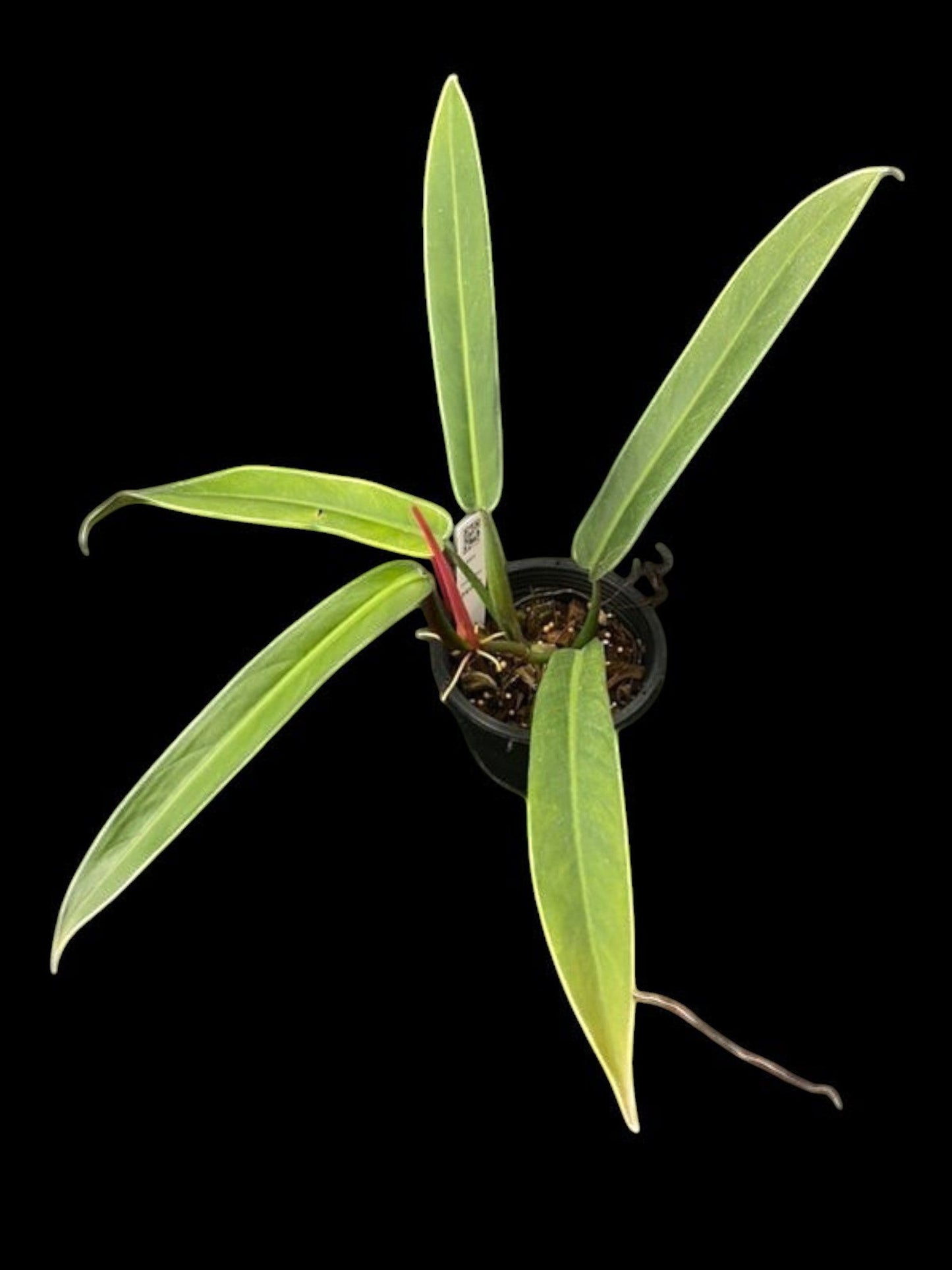 Philodendron bicolor