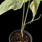 Amydrium medium variegated