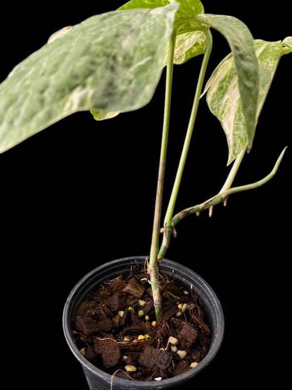 Amydrium medium variegated