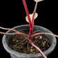 Philodendron Pink Princess Marble