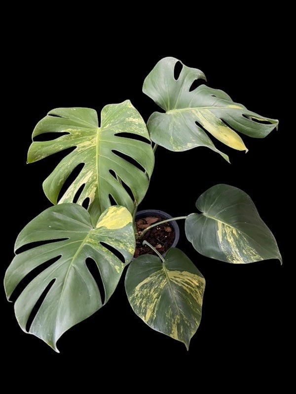 Monstera deliciosa Yellow Marilyn – Amazon Garden Thailand