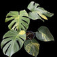 Monstera deliciosa Yellow Marilyn