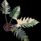 Philodendron Caramel Marble
