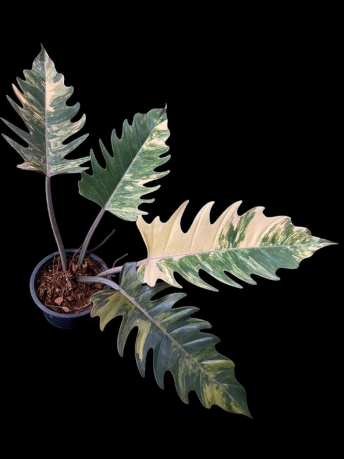 Philodendron Caramel Marble