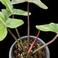 Philodendron Florida Bronze
