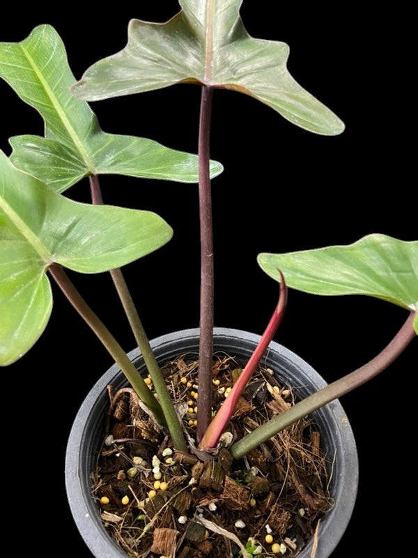 Philodendron Florida Bronze
