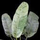 Epipremnum giganteum marble variegated (M)