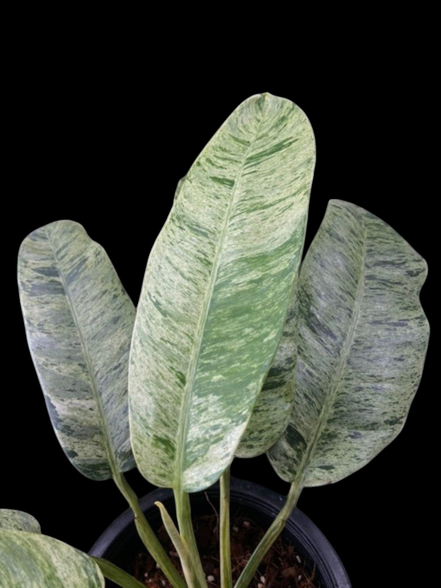 Epipremnum giganteum marble variegated (M)
