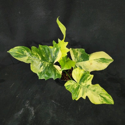 Philodendron Florida beauty x mayoi Variegated (Wide)
