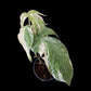 Amydrium medium variegated