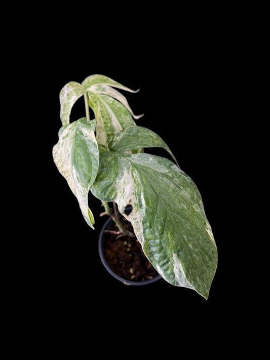 Amydrium medium variegated